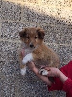 du Bois d'Entre les Mondes - Shetland Sheepdog - Portée née le 12/03/2020