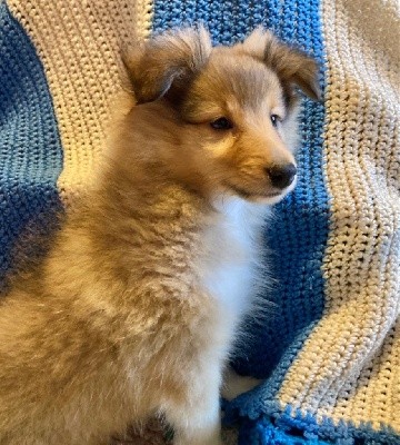 du Bois d'Entre les Mondes - Shetland Sheepdog - Portée née le 05/10/2021