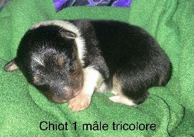 Ultimate full moon CHIOT 1