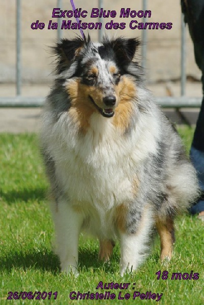 Exotic blue moon De la maison des carmes