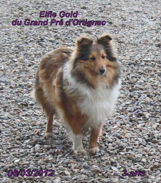 Elfie gold du Grand Pre D'Ortignac