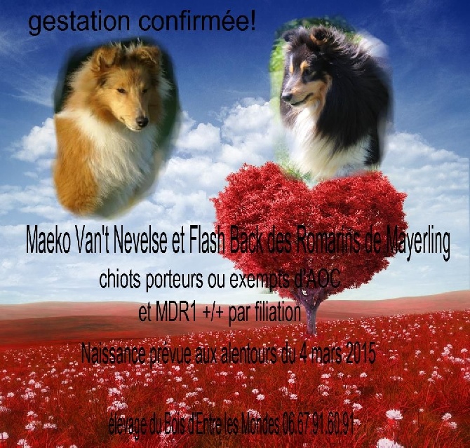 gestation confirmée