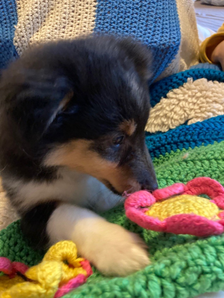 du Bois d'Entre les Mondes - Shetland Sheepdog - Portée née le 05/10/2021