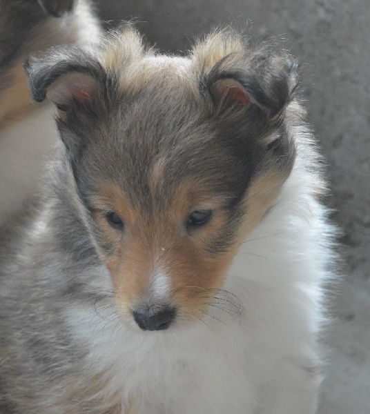 du Bois d'Entre les Mondes - Shetland Sheepdog - Portée née le 26/06/2016