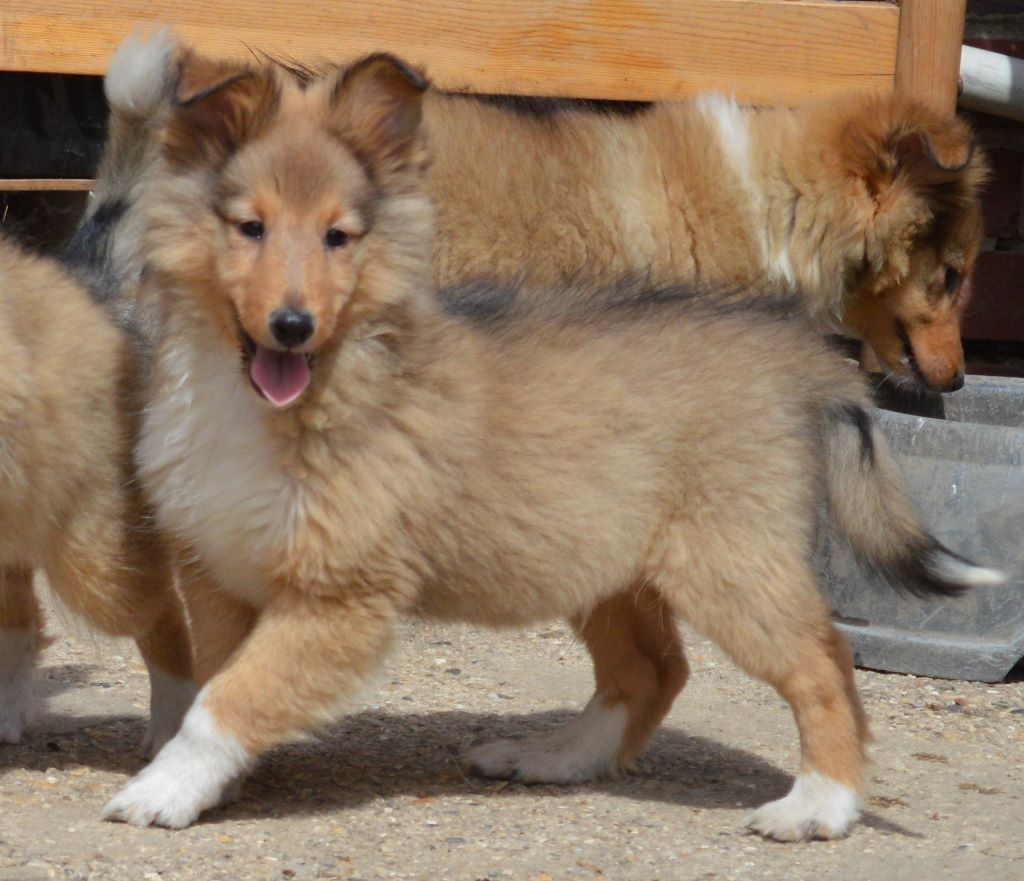du Bois d'Entre les Mondes - Shetland Sheepdog - Portée née le 12/03/2017